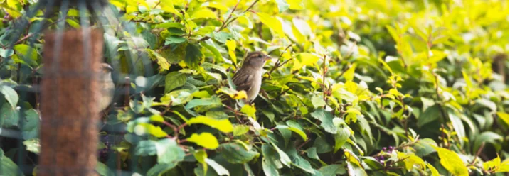 Vogel sitzt in einer Hecke